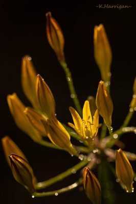 Golden brodiaea