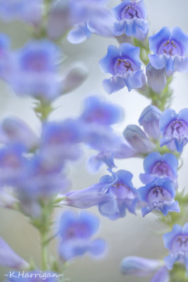Sierra Wildflowers - Blue