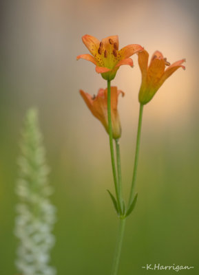 Sierra Wildflowers - Orange