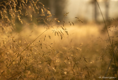 Meadow Light