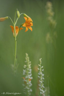Tiger Lilies among Bog Orchids