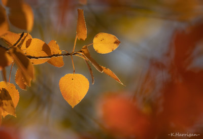Autumn Faire