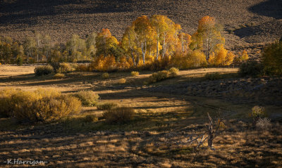 Autumn Dreams