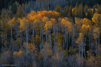 Sunlit Aspens