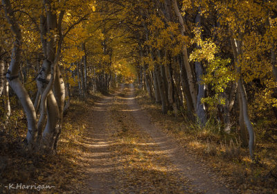 Country Lane