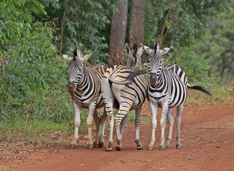 Sebra / Common Zebra