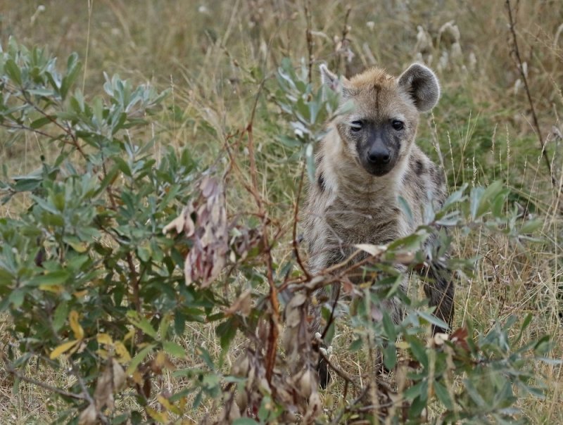 Gevlekte Hiëna / Spotted Hyena