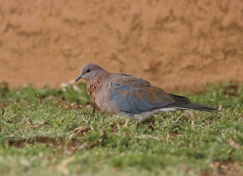 Rooiborsduifie / Laughing Dove