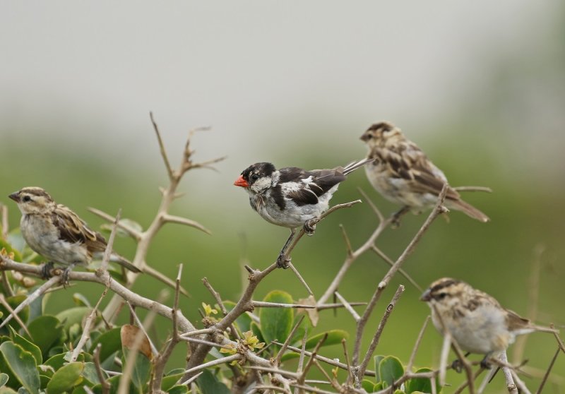 Koningrooibekkie / Koningrooibekkie / Pin-tailed Whydah