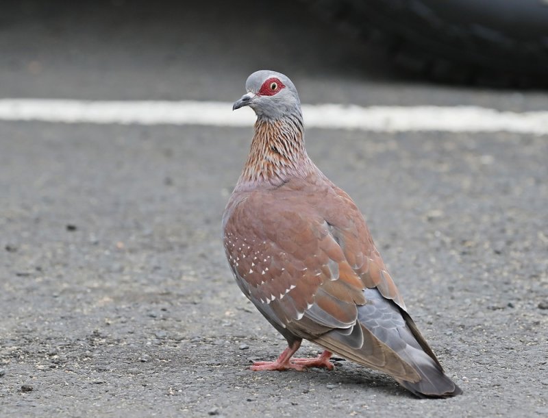 Kransduif / Speckled Pigeon