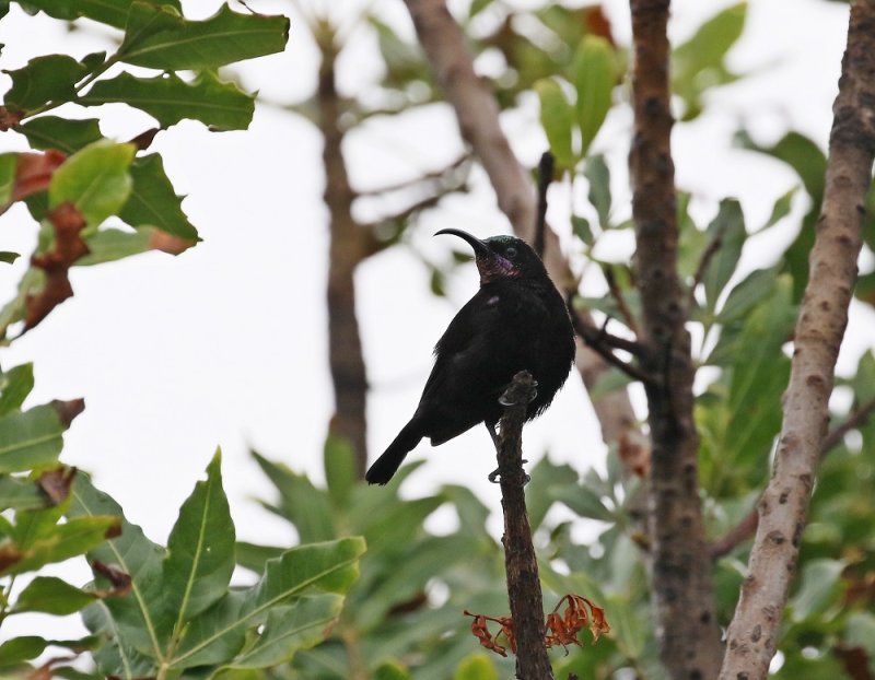 Swart Suikerbekkie / Amethyst Sunbird