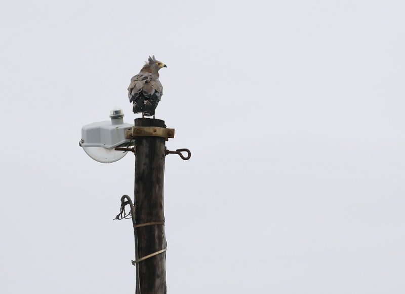 Kaalwangvalk / African Harrier-Hawk