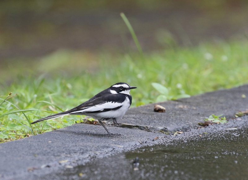 Bontkwikkie / African Pied Wagtail