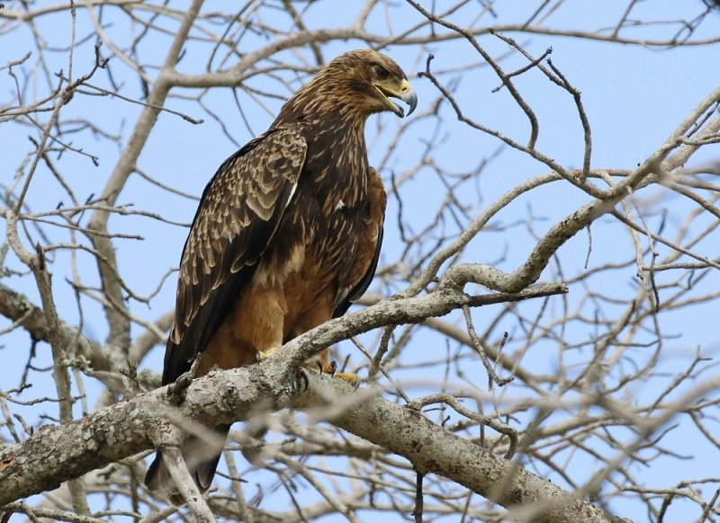 Roofarend / Tawny Eagle