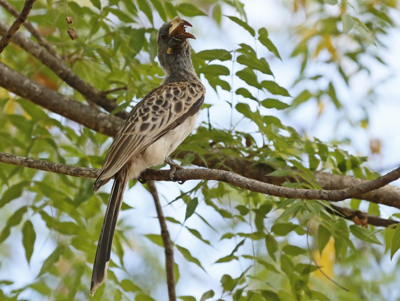 Grysneushoringvoël / African Grey Hornbill