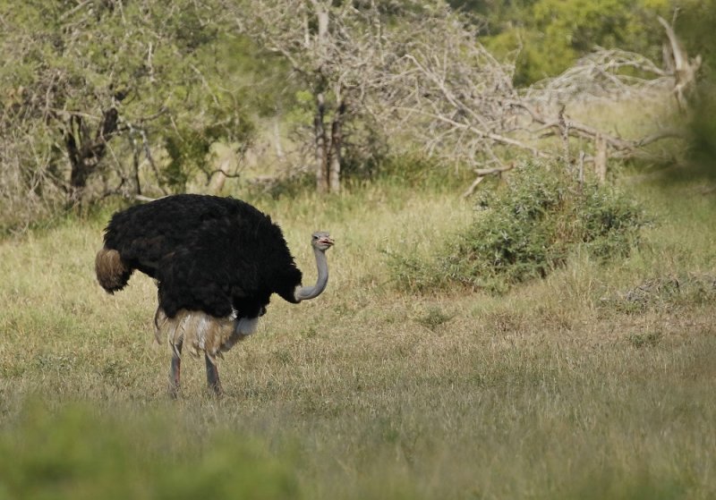 Volstruis / Common Ostrich