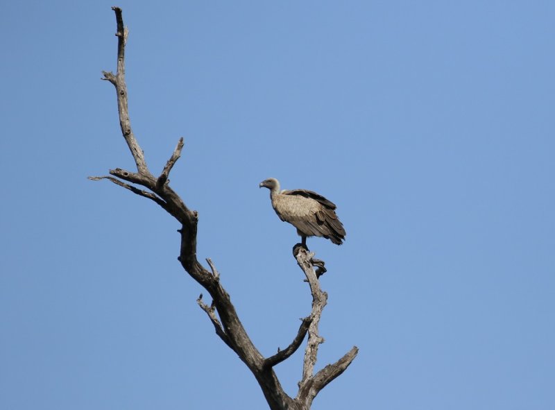Witrugaasvoël / White-backed Vulture