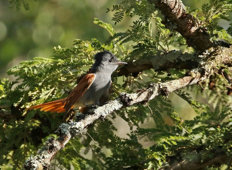 Paradysvlieënvanger / African Paradise Flycatcher
