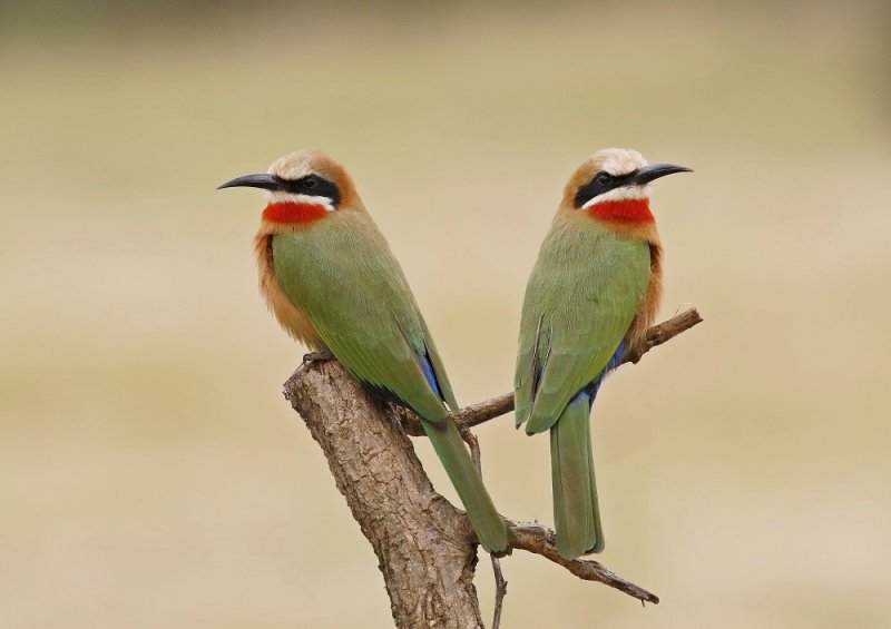Rooikeelbyvreter / White-fronted Bee-eater