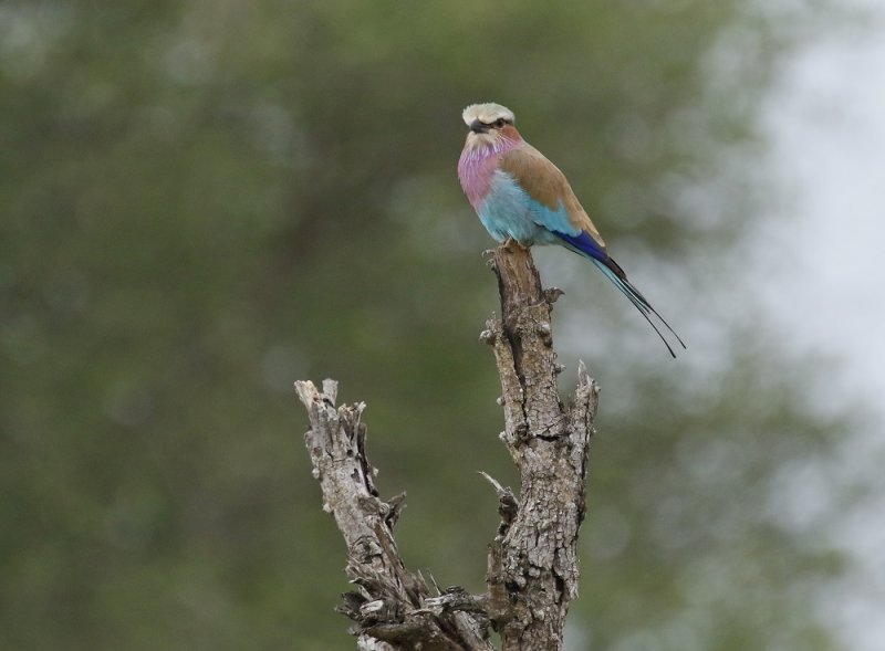 Gewone Troupant / Lilac-breasted Roller