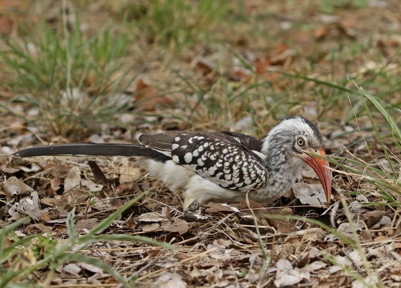 Rooibekneushoringvoël / Southern Red-billed Hornbill