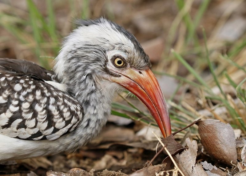 Rooibekneushoringvoël / Southern Red-billed Hornbill