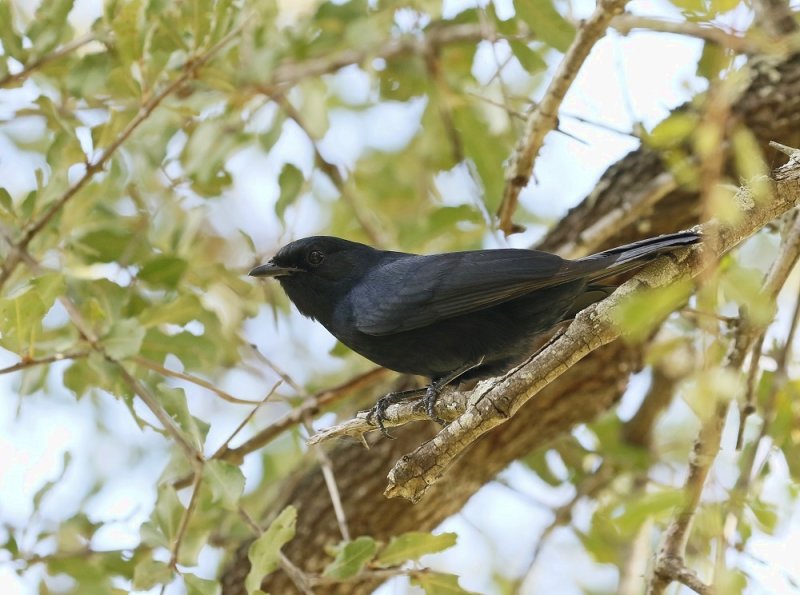 Swartvlieënvanger / Southern Black Flycatcher