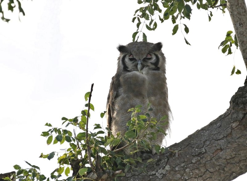 Reuse Ooruil / Verreauxs Eagle-Owl