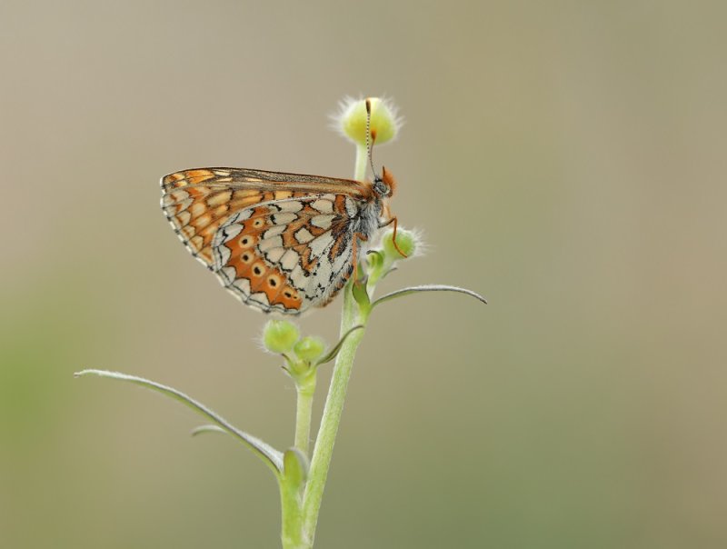 Moerasparelmoervlinder / Marsh Fritillary