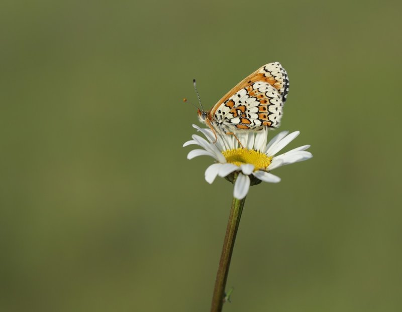 Veldparelmoervlinder / Glanville Fritillary
