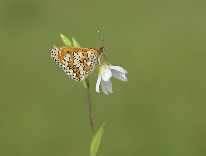 Veldparelmoervlinder / Glanville Fritillary