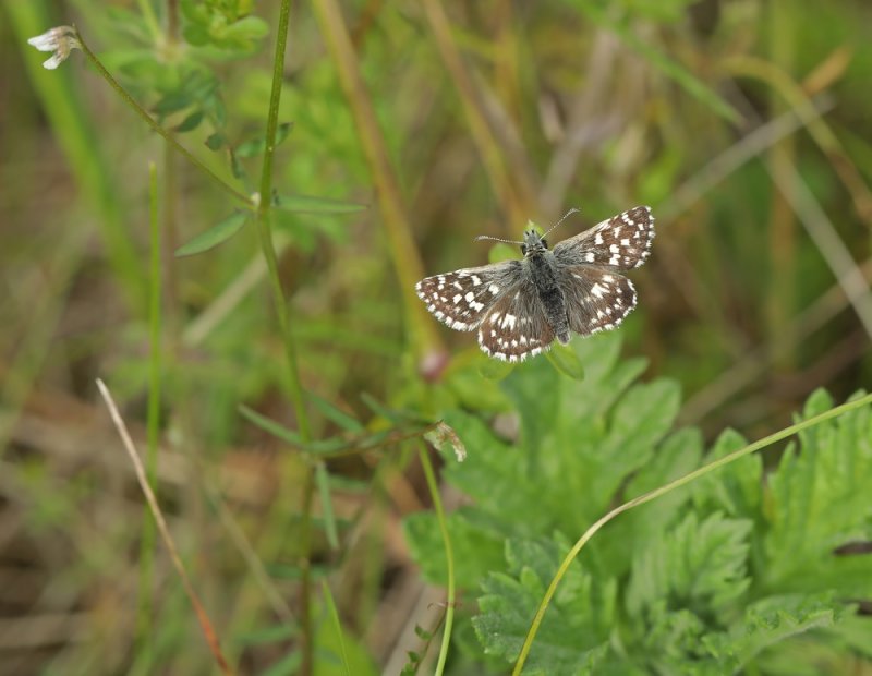 Aardbeivlinder / Grizzled Skipper