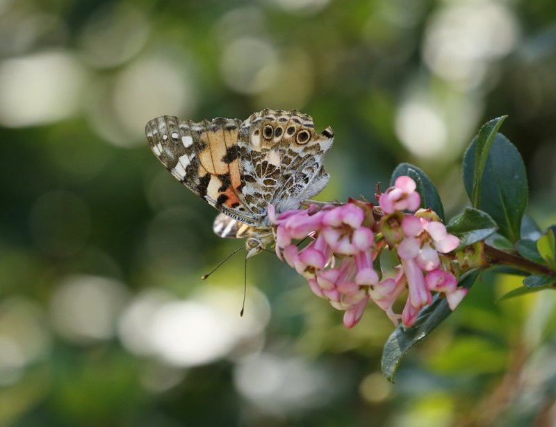 Sondagsrokkie / Painted Lady