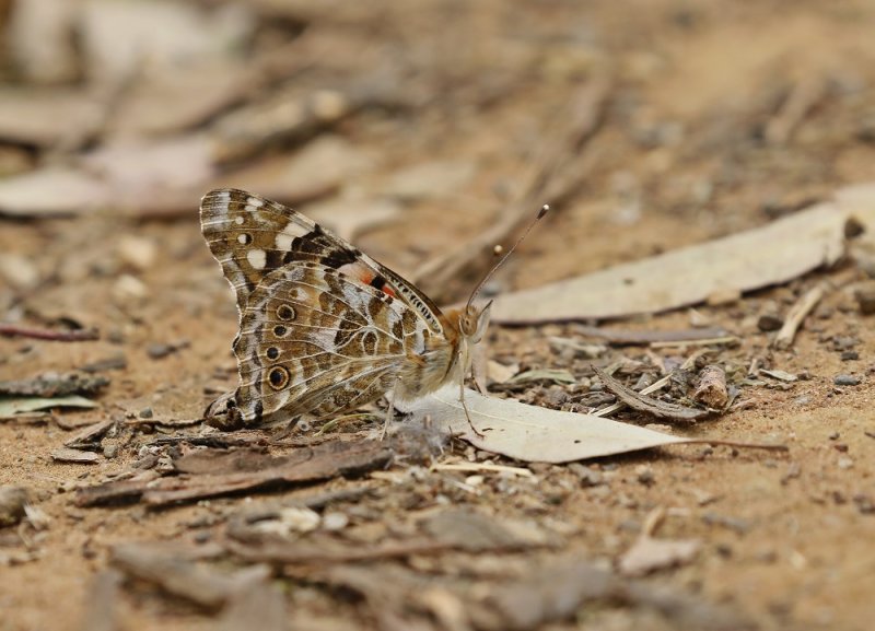 Sondagsrokkie /Painted Lady