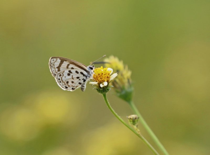 Komma-hemelsbloutjie / Natal Spotted Blue