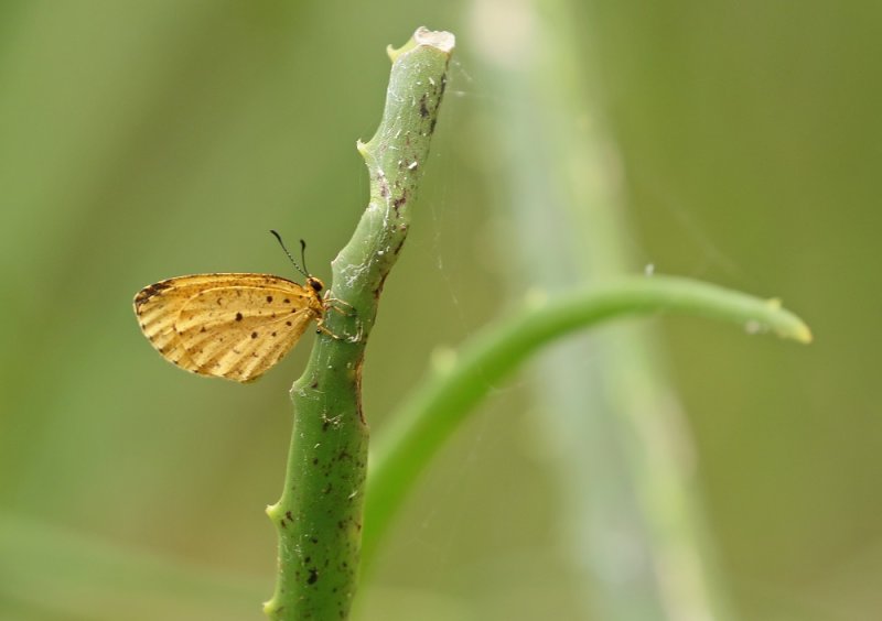 Spikkel-geelvlerkie / Spotted Buff
