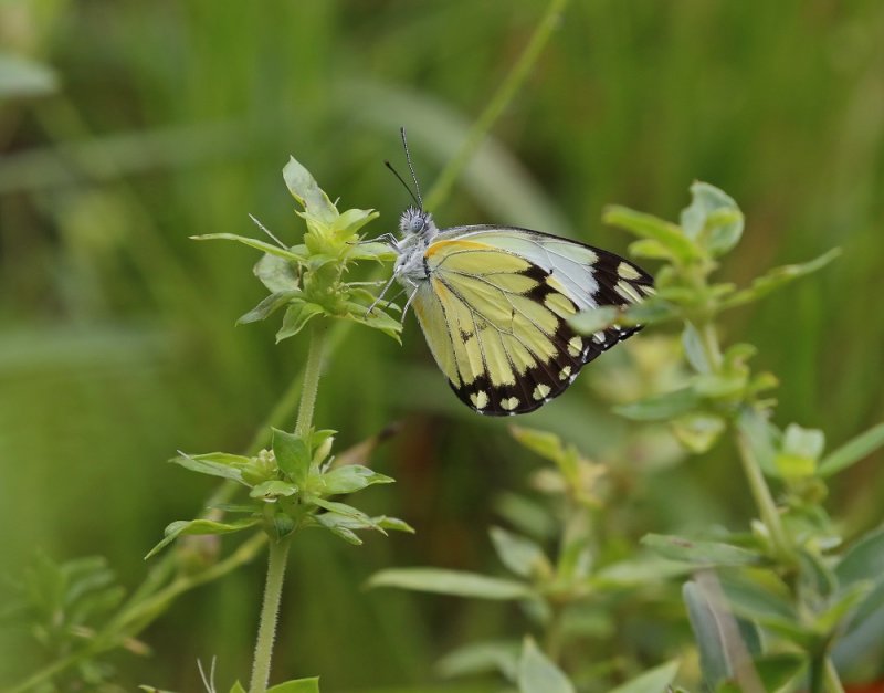Gewone WitjieAfrican / Common White