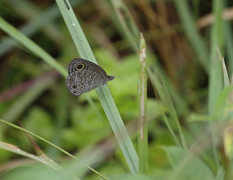 Vuilringetjie / Bushveld Ringlet