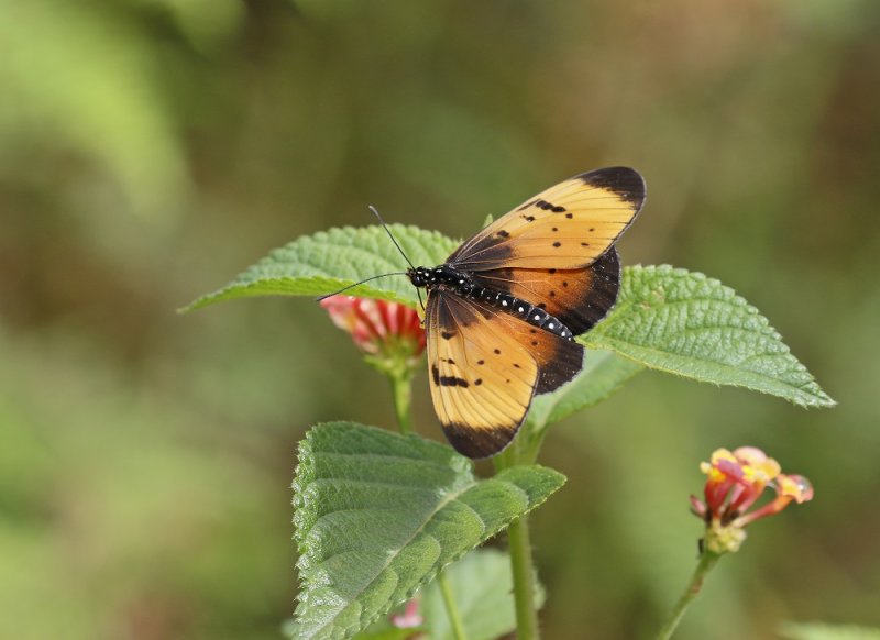 Mosaiek-rooitjie / Natal Acraea
