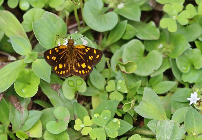 Reënwoud-Walsertjie / Gold Spotted Sylph