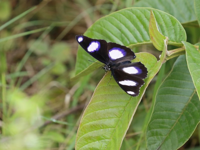 Blouglans / Common Diadem
