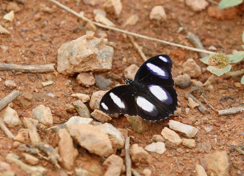 Blouglans / Common Diadem