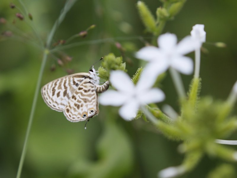 Sebrabloutjie / Common Zebra Blue