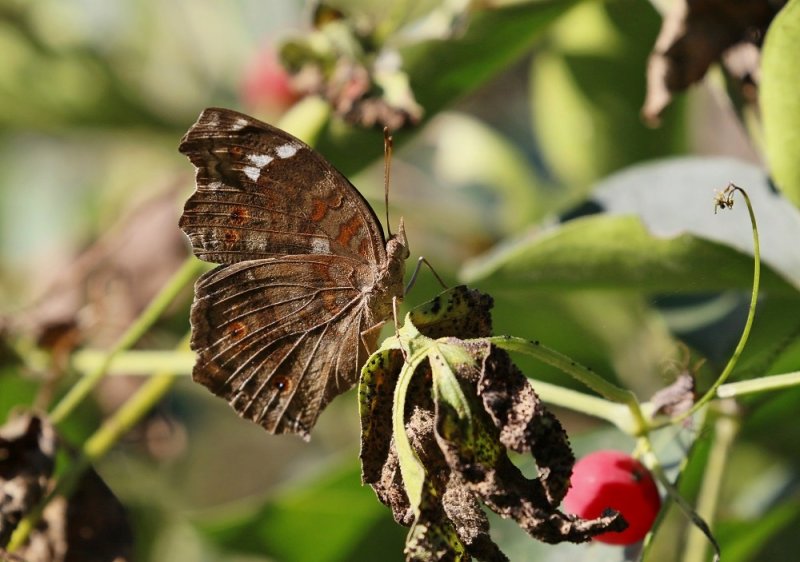 Natal-gesiggie / Brown Pansy