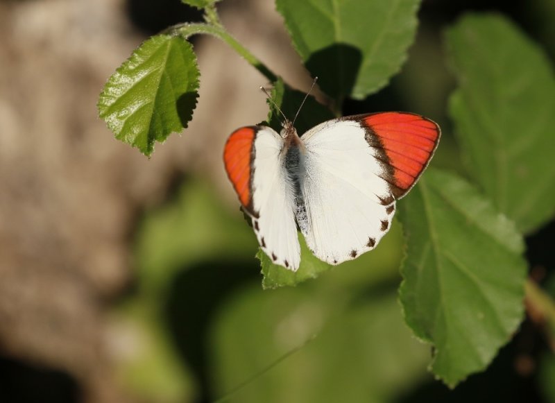 Rooipuntjie / Red Tip