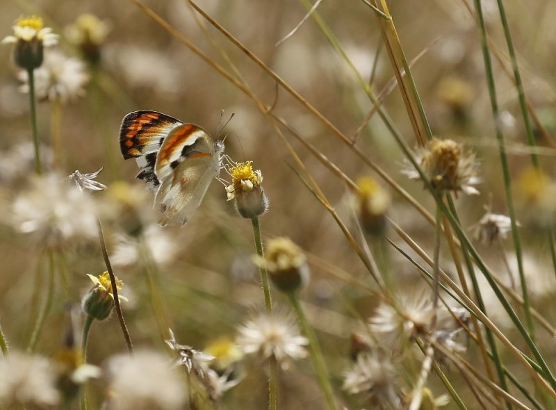 Donker Oranjepuntjie / Smoky Orange Tip