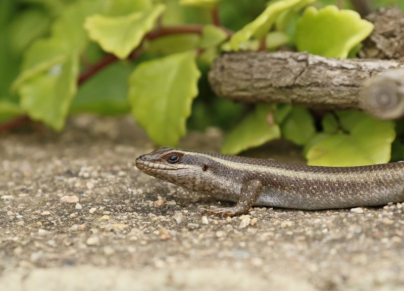 Gestreepte Gladde Akkedis / Striped Skink