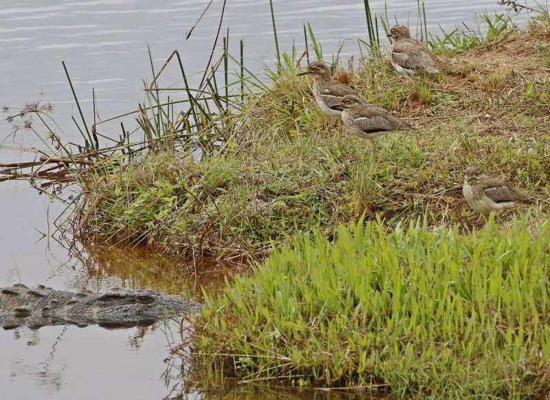 Krokodil / Nile Crocodile