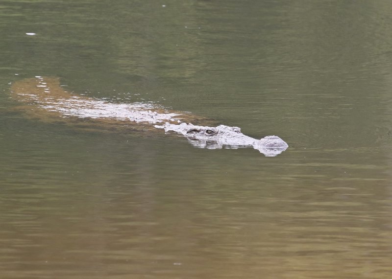 Krokodil / Nile Crocodile