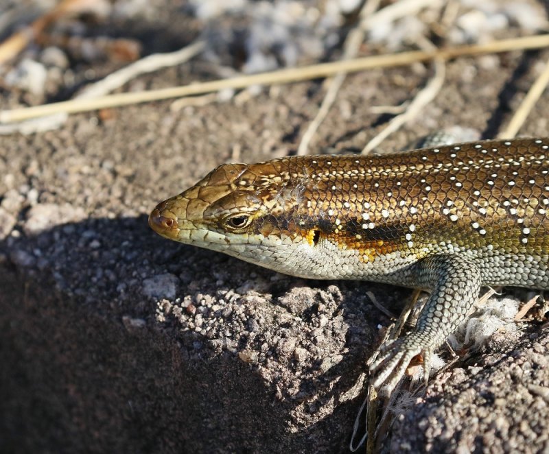 Reenboog Gladde Akkedis / Rainbow Skink
